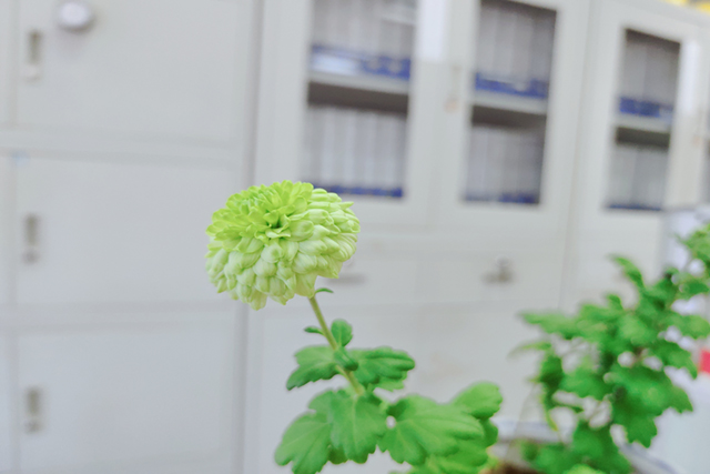 春来花开2.jpg
